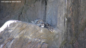 Kolmåden Snow Leopards 09