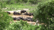 Kruger Buffalos 01