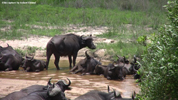 Kruger Buffalos 02
