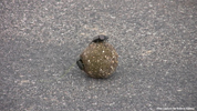 Kruger Dung Beetles 02