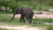 Kruger Elephants 02