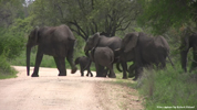 Kruger Elephants 02