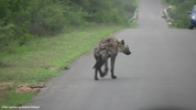Kruger Hyena 01