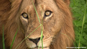Kruger Lion 02