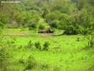 Kruger Rhinoceros 04