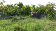 Kruger Rhinoceros 01