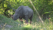 Kruger Rhinoceros 02