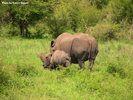 Kruger Rhinoceros 05