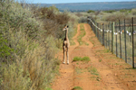 Naankuse Foundation - Giraffe calf 2