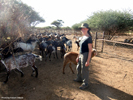Naankuse Foundation - Miriam counting sheep