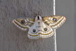 Naankuse Foundation - Moth 1