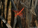 Naankuse Foundation - Red-Winged Dropwing 3
