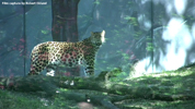 Parken Zoo Eskilstuna Amur Leopard 01