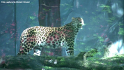 Parken Zoo Eskilstuna Amur Leopard 02