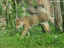 Parken Zoo Eskilstuna Jaguar 01