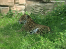 Parken Zoo Eskilstuna Jaguar 02