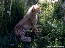 Tenikwa cheetah cub 01