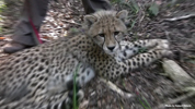 Tenikwa cheetah subadult 06