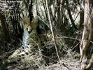 Tenikwa serval 03
