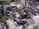 Tenikwa cheetah Zimbali resting